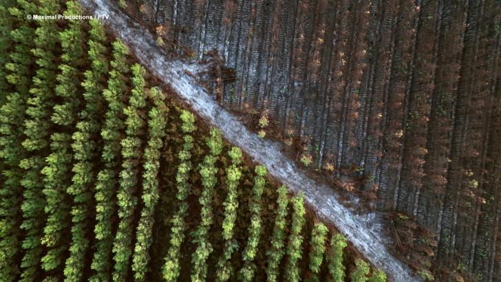 Photo aérienne de la forêt avec un chemin en diagonal du haut vers le bas. En bas, la partie épargnée par le feu, en haut, celle qui a brûlée